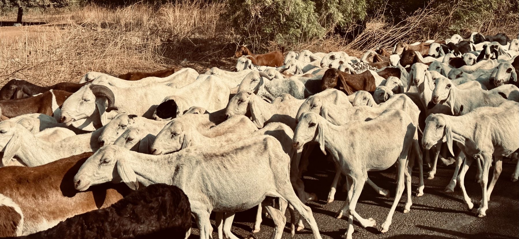 Field setting in The Gambia